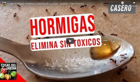 Trampas para hormigas: Elimínalas de tu casa con estos consejos