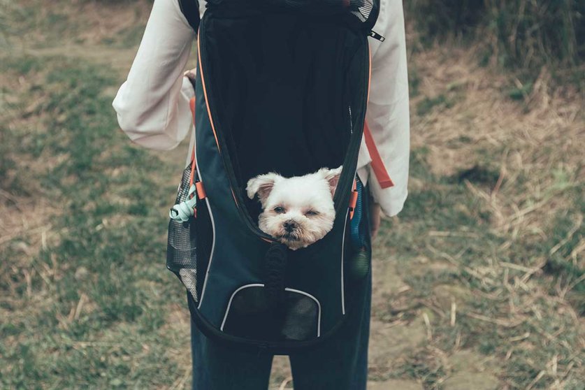 Prepara tus paseos con las mochilas portamascotas que arrasan en Amazon. Foto Unsplash.