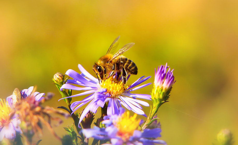 ¡Quita, bicho! 5 trucos para alejar abejas y avispas sin hacerles daño. Foto Unsplash.