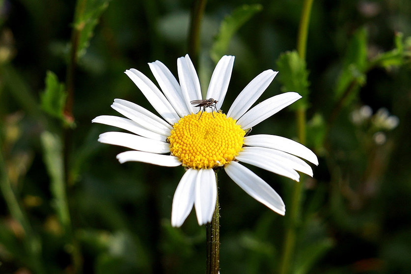 Alergia picaduras de mosquito: Por qué te pican y cómo prevenirla. Foto Pixabay.