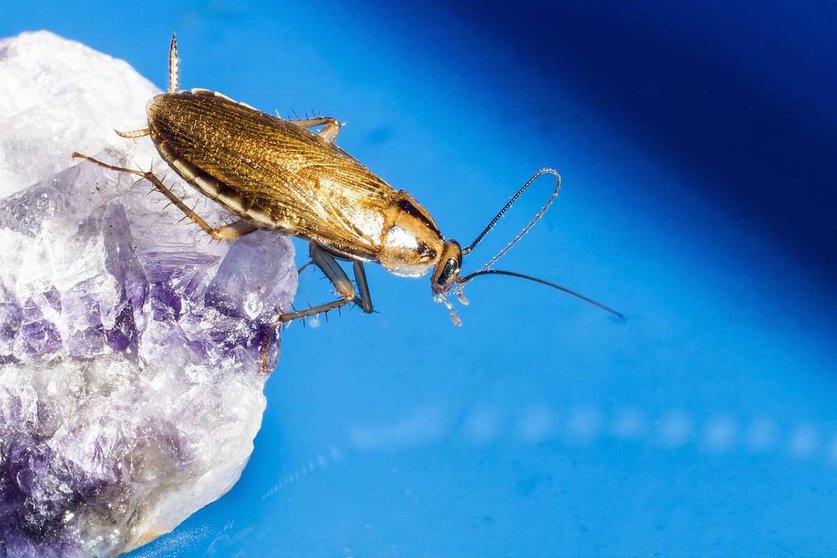 Cómo eliminar plaga de cucarachas en casa con remedios caseros. Foto Pixabay