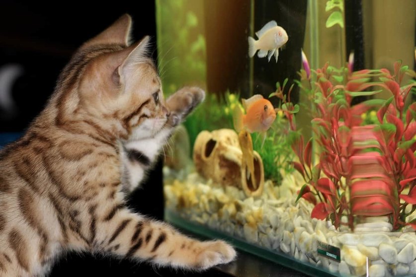 Cómo decorar acuario y convertirlo en el hogar perfecto para tus peces Foto: Pixabay