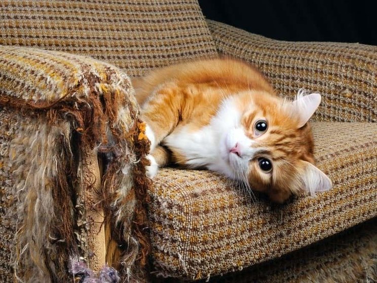 Cómo evitar que el gato arañe el sillón