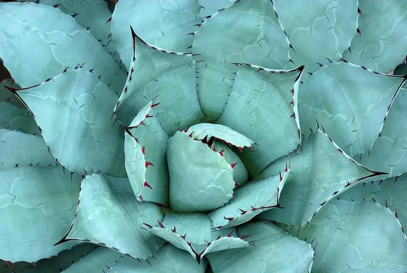 10 plantas que te ayudan a calmar la ansiedad fácilmente en tu casa