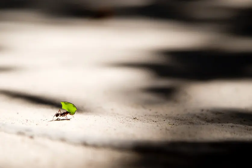 Plaga de hormigas en el jardín: Cómo solucionarlo con remedios naturales. Foto Unsplash