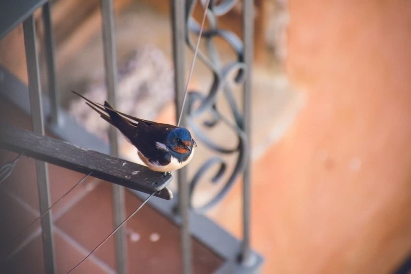 Pájaros en mi balcón: ¿Cómo evitar que aniden en balcones?