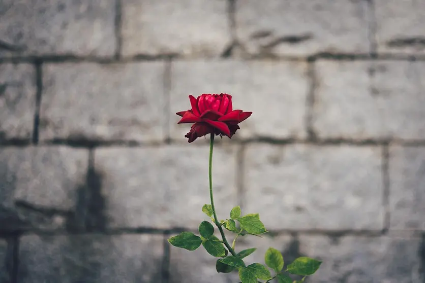 Satisfacción femenina en pareja: mímala y hazla única. Foto Unsplash.