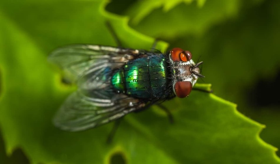 Remedios caseros para acabar con las moscas en casa Foto: Pexels