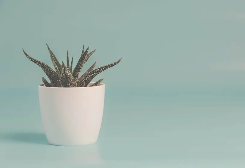 Plantas artificiales realistas: Tipos, características y dónde comprarlas Foto: Pexels