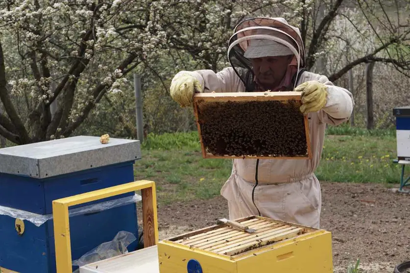 Cómo quitar una colmena de mi jardín sin matar las abejas