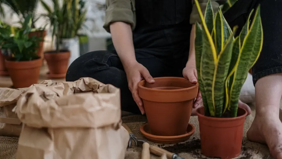 Dónde poner una planta sansevieria o lengua de suegra? Cuidados y recomendaciones para purificar el aire.