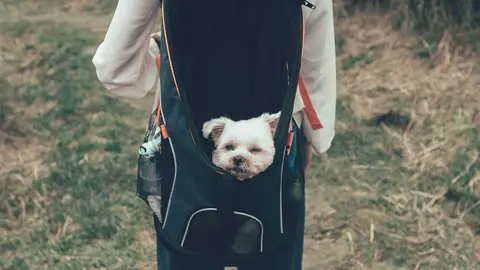 Prepara tus paseos con las mochilas portamascotas que arrasan en Amazon. Foto Unsplash.