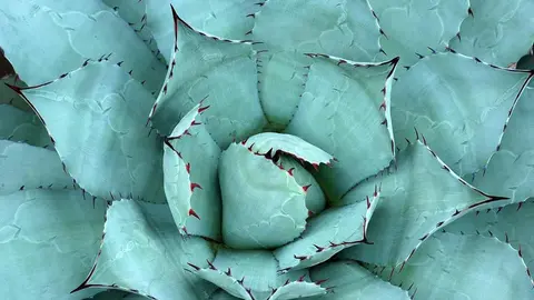 10 plantas que te ayudan a calmar la ansiedad fácilmente en tu casa