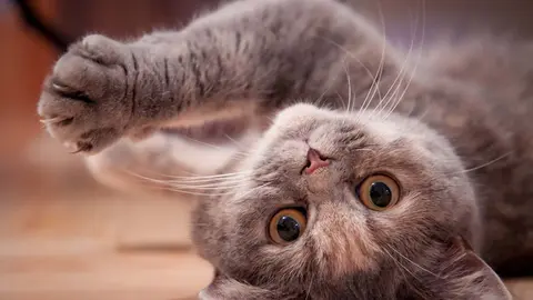 Ideas para hacer feliz a tu gato en casa ¡7 vidas para disfrutar!. Foto Pixabay.