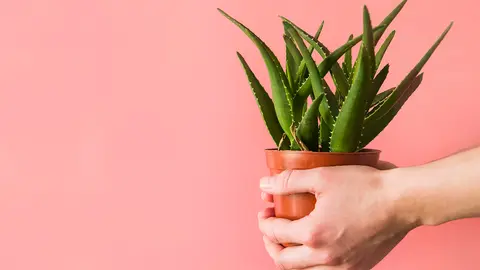 aloe vera_portada.jpg