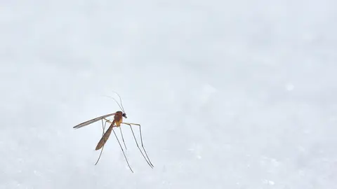 Te traemos la solución evitar las picaduras de mosquito este verano. Foto Unsplash.