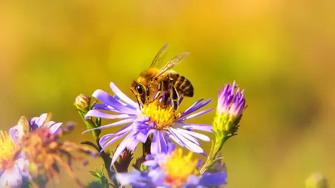 ¡Quita, bicho! 5 trucos para alejar abejas y avispas sin hacerles daño. Foto Unsplash.