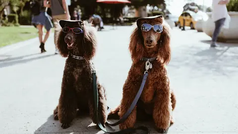 ¡Peludos juntos! Cómo pasear a tu perro sin correa y que camine a tu lado. Foto Unsplash.