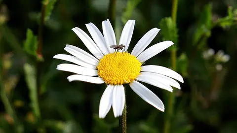 Alergia picaduras de mosquito: Por qué te pican y cómo prevenirla. Foto Pixabay.