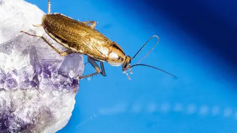 Cómo eliminar plaga de cucarachas en casa con remedios caseros. Foto Pixabay