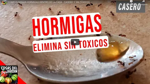 Trampas para hormigas: Elimínalas de tu casa con estos consejos