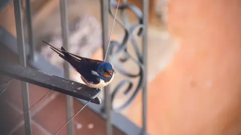 Pájaros en mi balcón: ¿Cómo evitar que aniden en balcones?