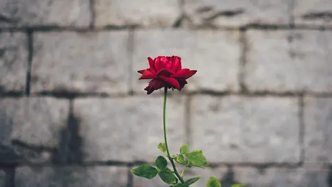 Satisfacción femenina en pareja: mímala y hazla única. Foto Unsplash.