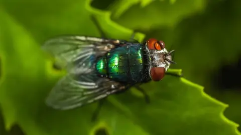 Remedios caseros para acabar con las moscas en casa Foto: Pexels