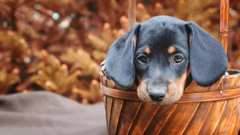 5 razas de perro que no sueltan pelo y que te sorprenderán. Foto Freepik.