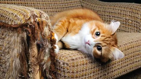 Cómo evitar que el gato arañe el sillón