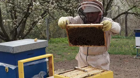 Cómo quitar una colmena de mi jardín sin matar las abejas