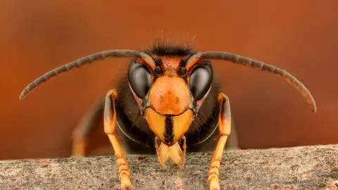 Así de fácil. Cómo hacer trampas para abejas y avispas asiáticas.