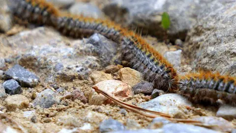 Nido de oruga procesionaria
