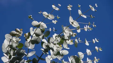 Propiedades del eucalipto