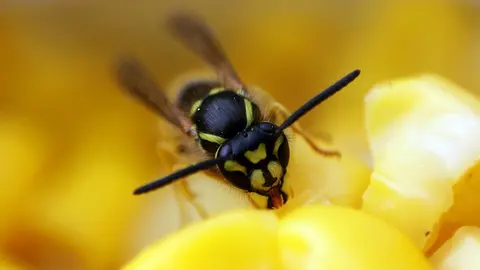 Cómo ahuyentar a las avispas