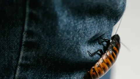 Cómo eliminar cucarachas en casa