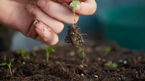 Abonos caseros para plantas.