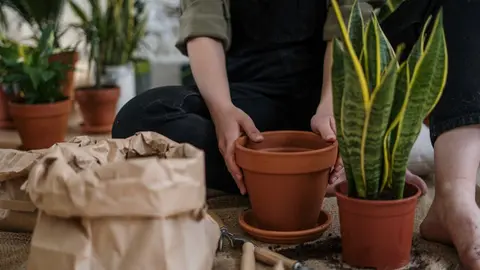 Dónde poner una planta sansevieria o lengua de suegra? Cuidados y recomendaciones para purificar el aire.