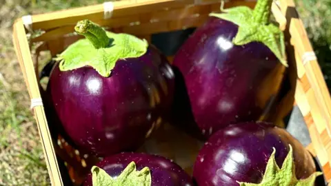 ¿Qué tipos de berenjenas existen? Propiedades y beneficios para la salud.