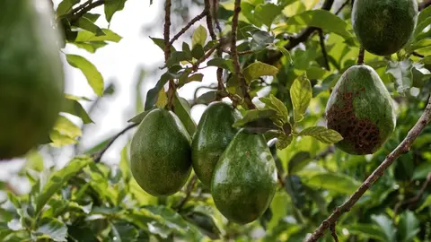 ¿Cómo plantar agucates en casa? Cuidados, recomendaciones y cómo hacerlo correctamente.