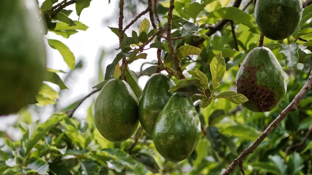 ¿Cómo plantar agucates en casa? Cuidados, recomendaciones y cómo hacerlo correctamente.
