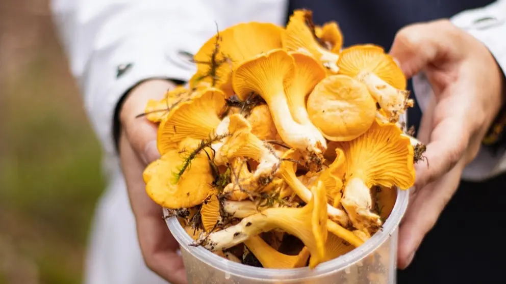 ¿Qué tipos de níscalos existen? Cómo reconocerlos y qué son.