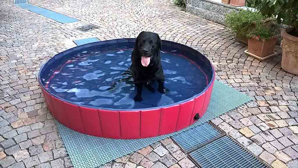 regalos para un día en la piscina: piscina para perros