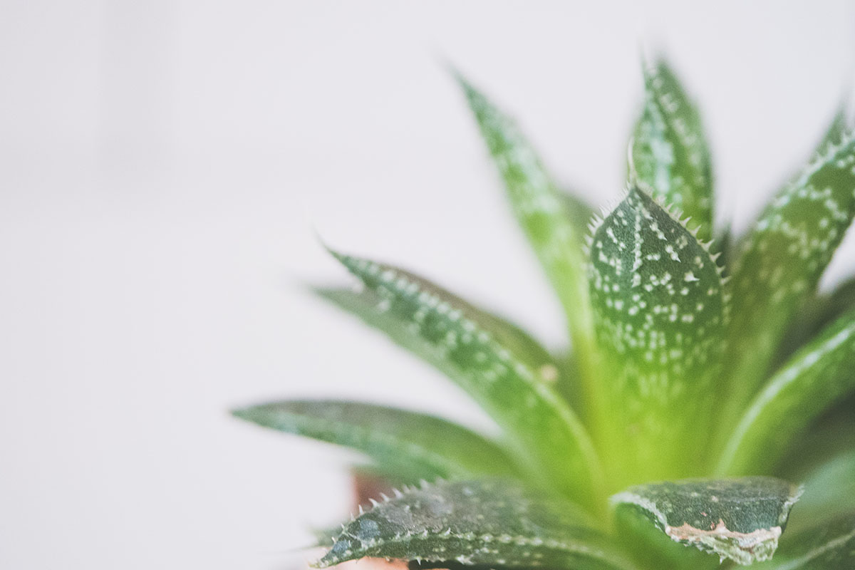 10 Plantas que te ayudan a calmar la ansiedad_Aloe vera