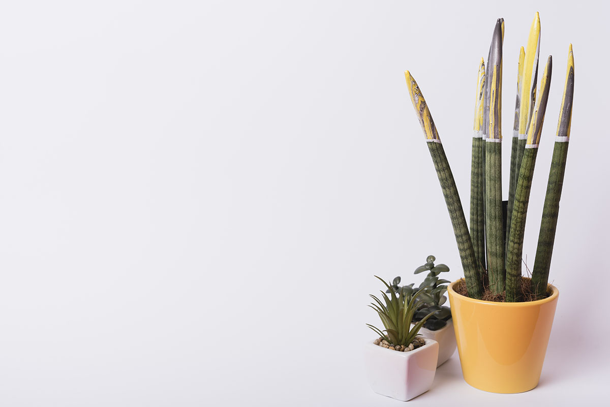 10 Plantas que te ayudan a calmar la ansiedad_Sansevieria