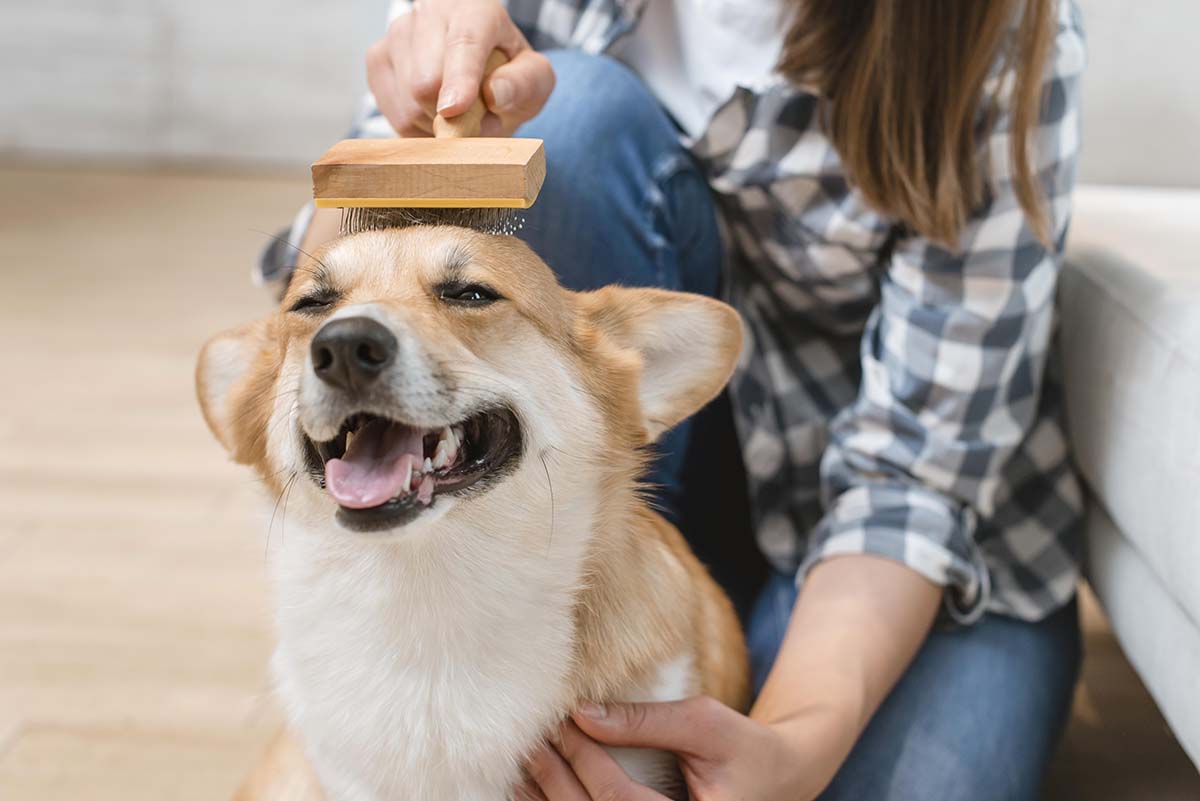 mascotas felices: cepillado