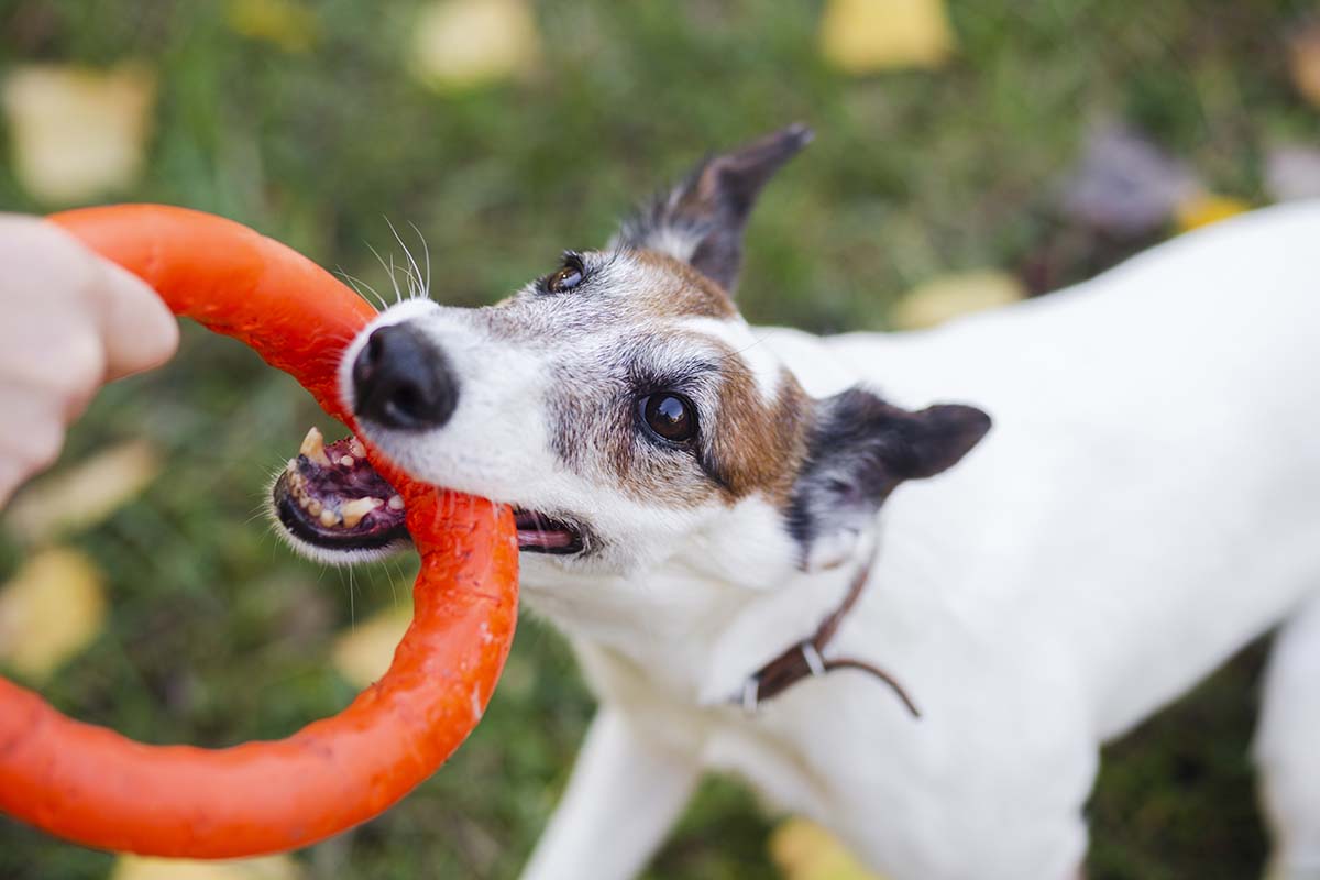 mascotas felices: mordedor