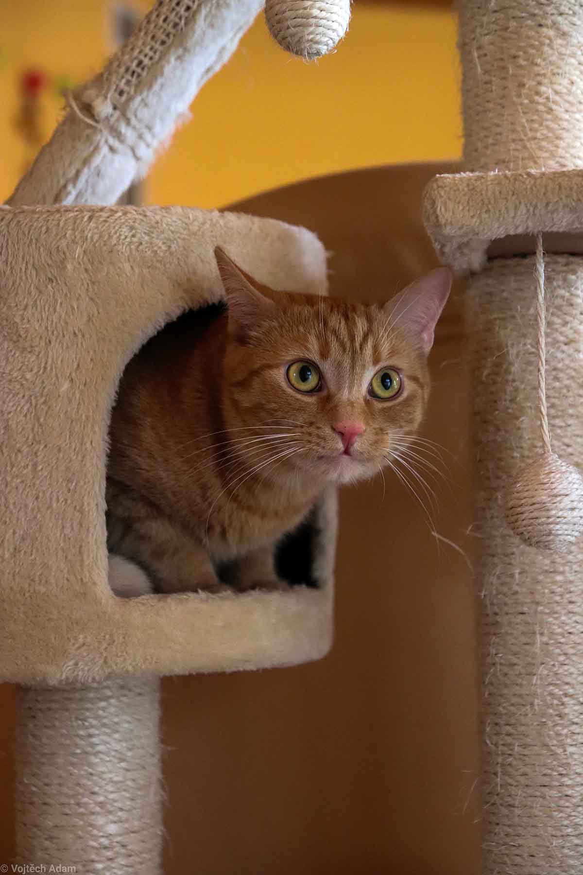 ideas para hacer más feliz a tu gato en casa: rascador gato