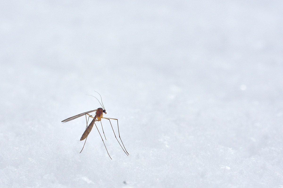 Te traemos la solución evitar las picaduras de mosquito este verano. Foto Unsplash.