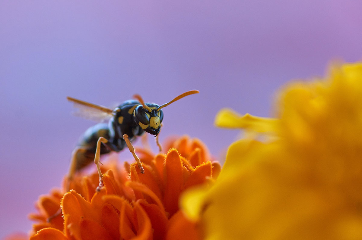 5 trucos para alejar abejas y avispas sin hacerles daño: Avispa